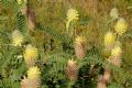 Astragalus alopecurus